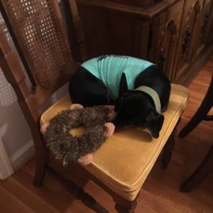 Meet your Posher, Jodie